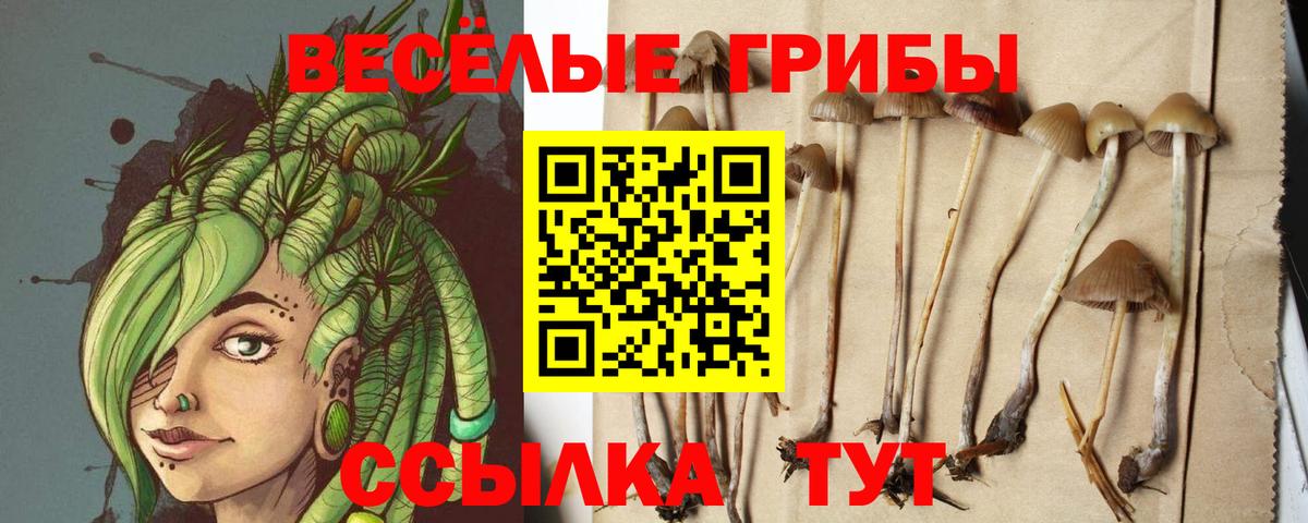 Псилоцибиновые грибы Psilocybe  Вход с VPN  Смоленск  Галлюциногенные грибы GOLDEN TEACHER 